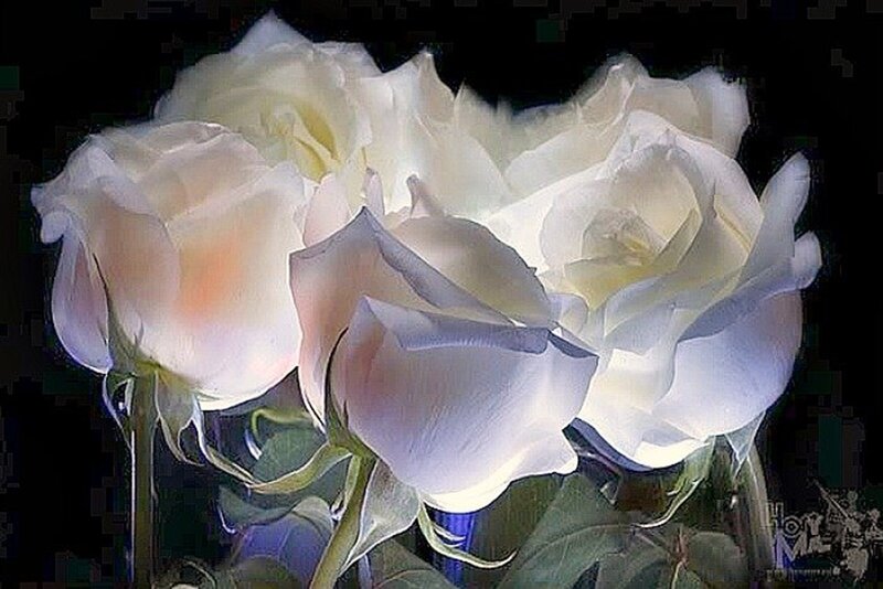White Roses in a Vase — Dramatic, Photograph, Stems