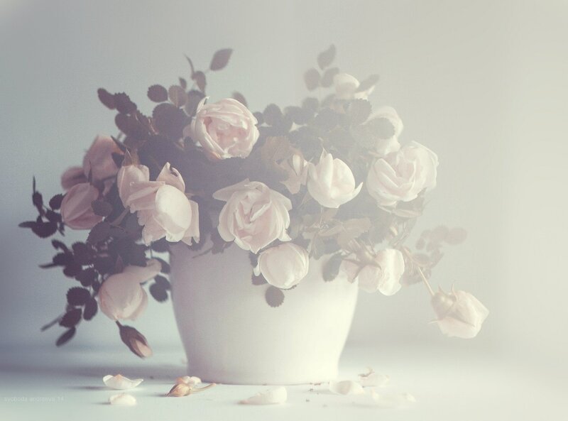 White Roses in a Vase — Serene, Photograph, Leaves, Petals