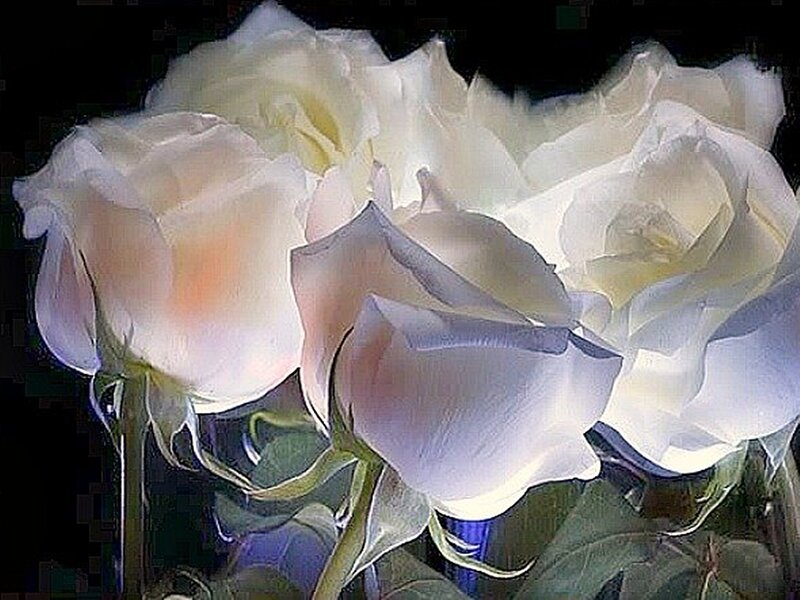 White Roses in a Vase — Serene, Photograph, Stems