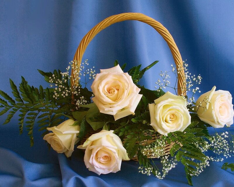 White Roses in Basket — Blue, Serene, Photograph