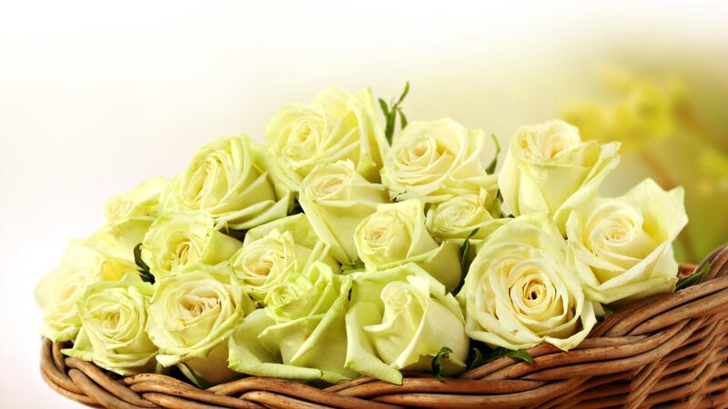 White Roses in Basket — Calm, Photograph, Green Leaves, Background
