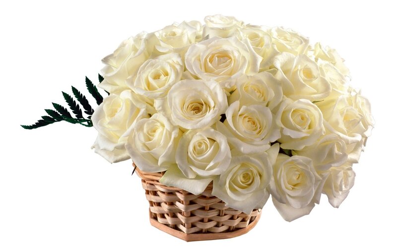 White Roses in Basket — Calm, Photograph