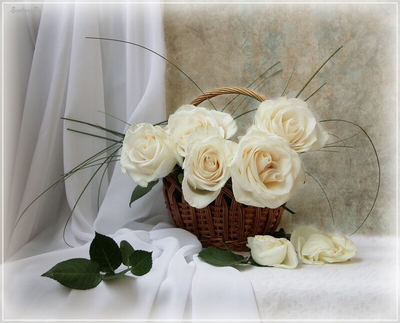 White Roses in Basket — Serene