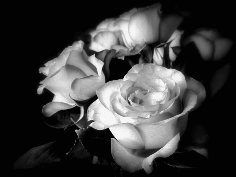 White Roses in Black