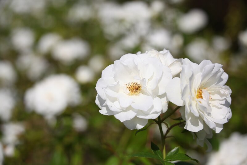 White roses in bloom
