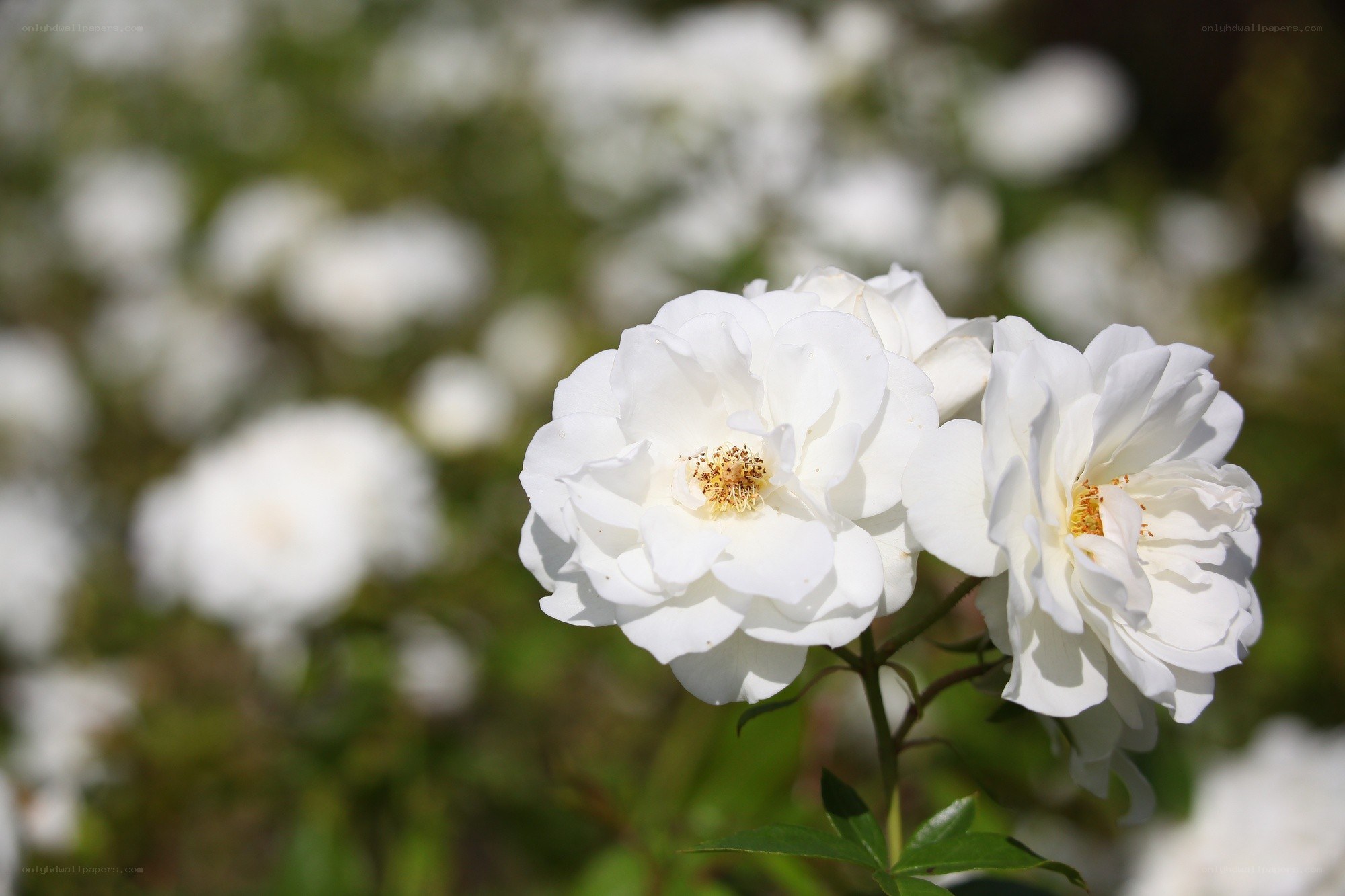White roses in bloom