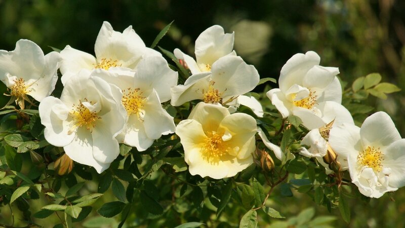 white roses in bloom
