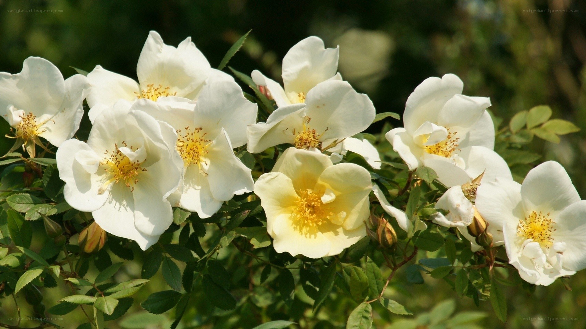 white roses in bloom