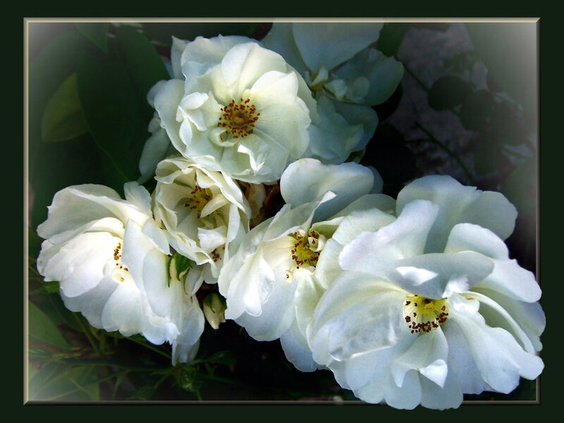 white roses in bloom