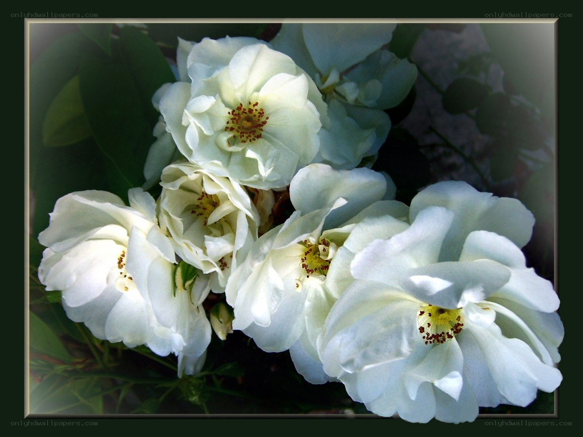 white roses in bloom