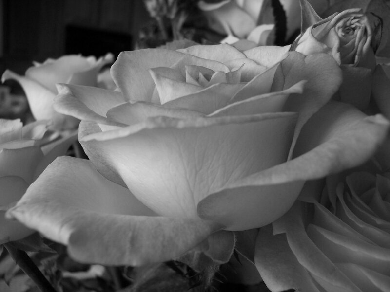 White Roses in Bloom — Black