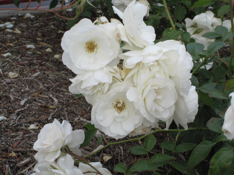 White Roses in Bloom — Calm, Afternoon, Photograph