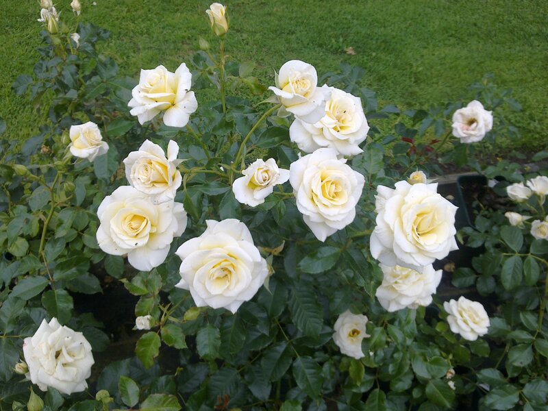 White Roses in Bloom — Calm, Afternoon