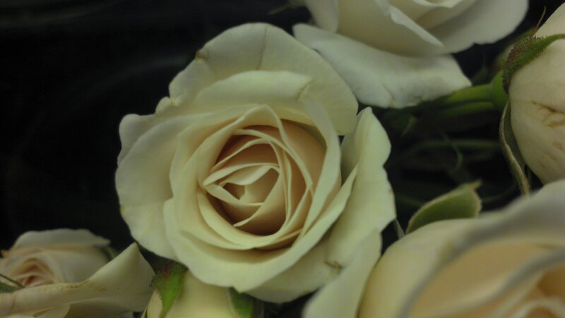 White Roses in Bloom — Calm, Photograph, Flowers, Stems