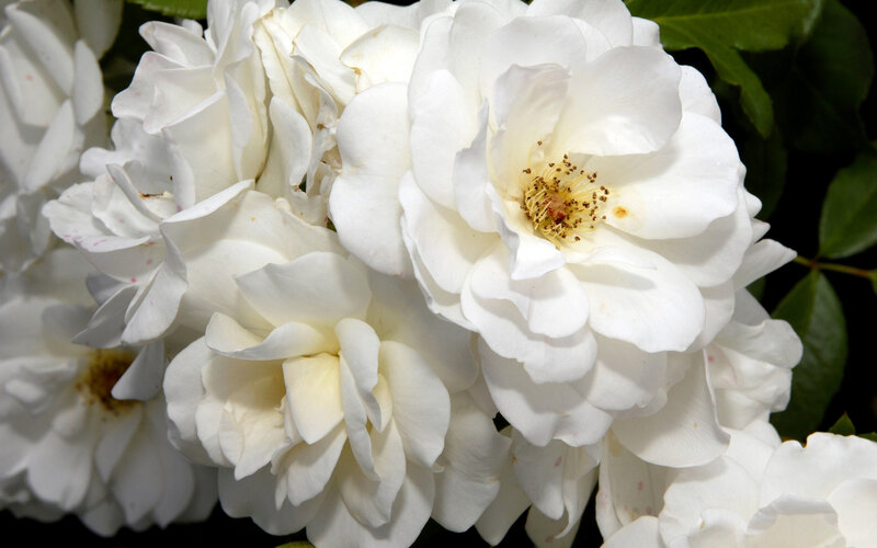 White Roses in Bloom — Calm, Photograph, Flowers
