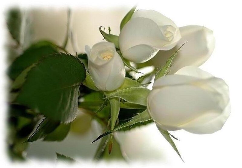 White Roses in Bloom — Calm, Photograph, Green Leaves