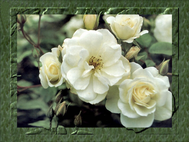 White Roses in Bloom — Calm