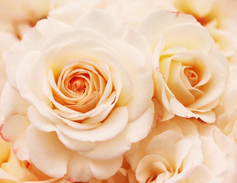 White Roses in Bloom — Cream