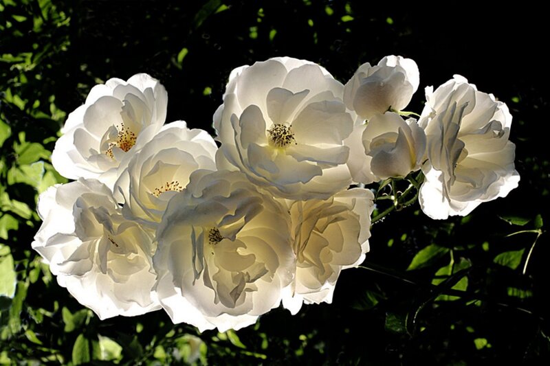 White Roses in Bloom — Dramatic