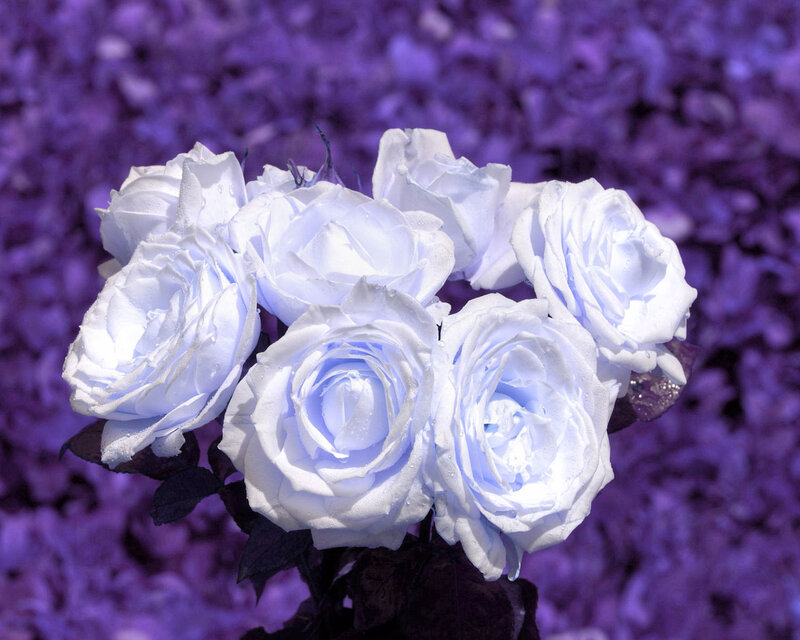 White Roses in Bloom — Purple