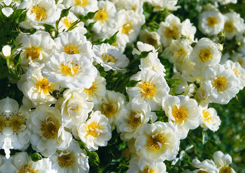 White Roses in Bloom — Serene, Afternoon, Photograph, Flowers, Buds