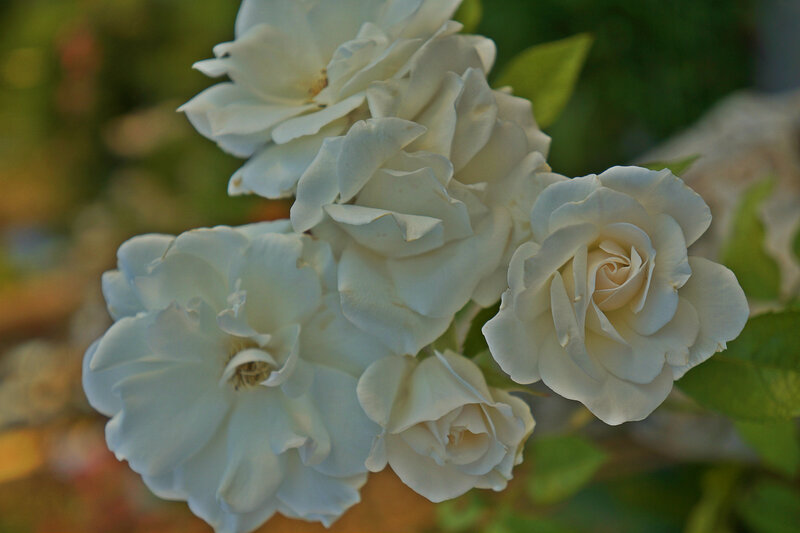 White Roses in Bloom — Serene, Afternoon, Photograph, Flowers, Leaves