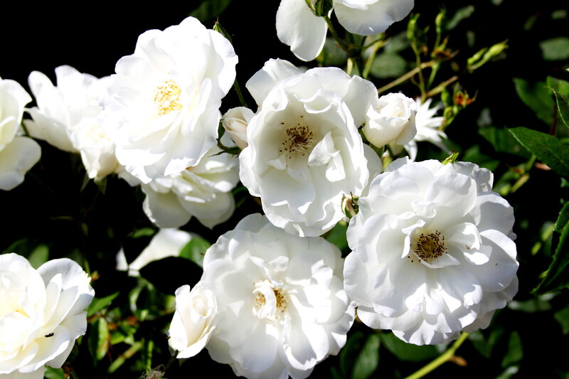 White Roses in Bloom — Serene, Afternoon, Photograph, Flowers