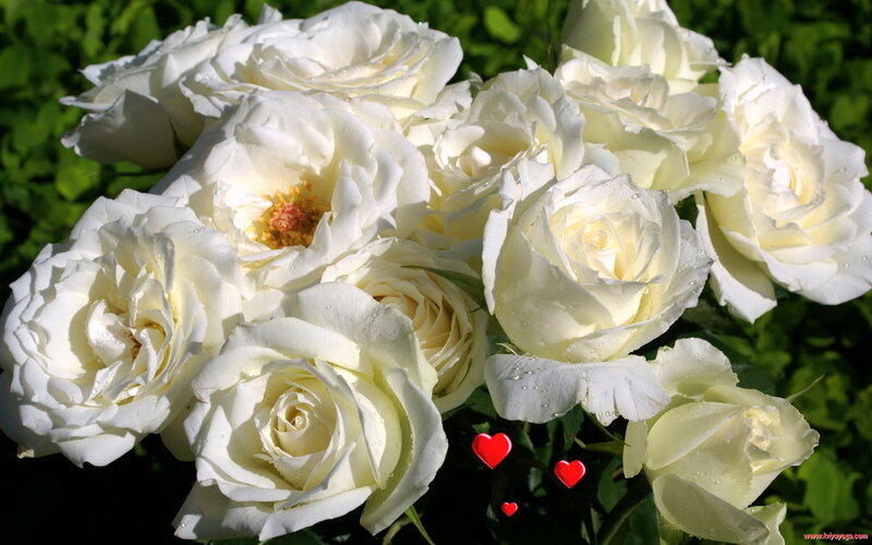 White Roses in Bloom — Serene, Afternoon, Photograph, Green Leaves