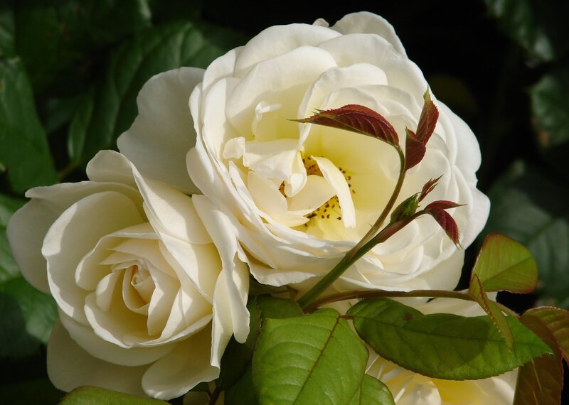 White Roses in Bloom — Serene, Afternoon, Photograph, Leaves