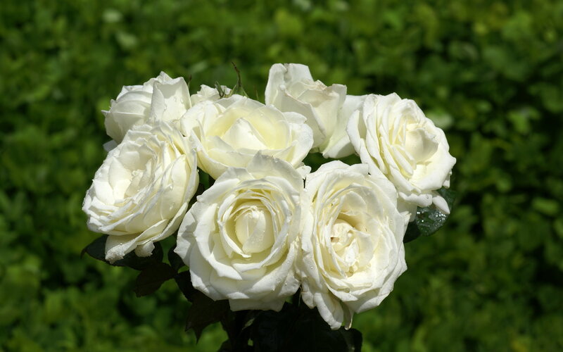 White Roses in Bloom — Serene, Afternoon, Photograph
