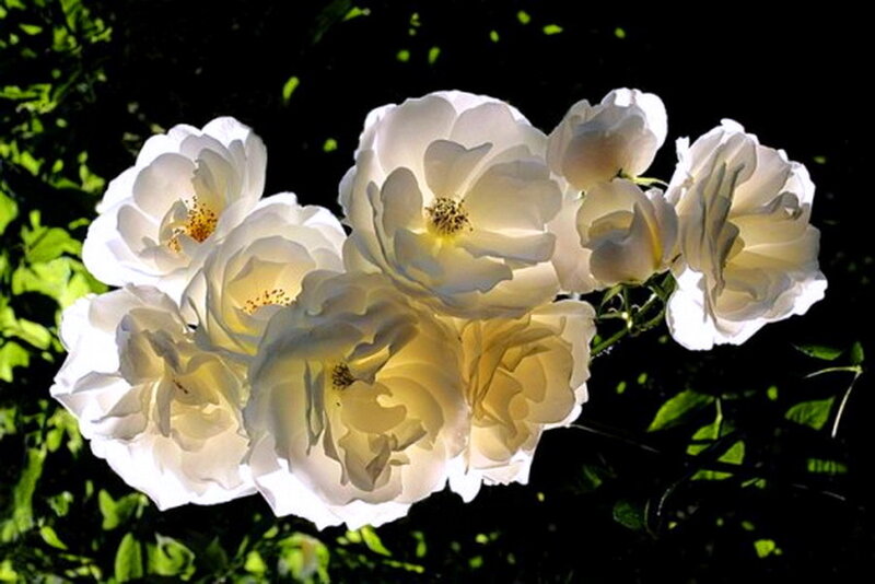 White Roses in Bloom — Serene, Afternoon