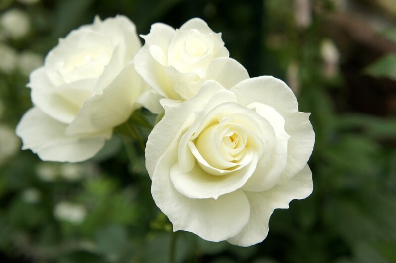 White Roses in Bloom — Serene, Photograph, Flowers