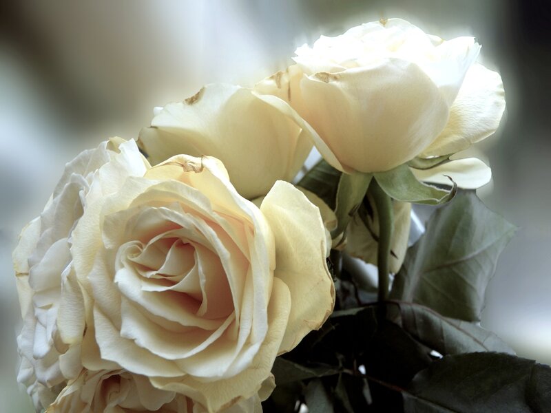 White Roses in Bloom — Serene, Photograph, Leaves
