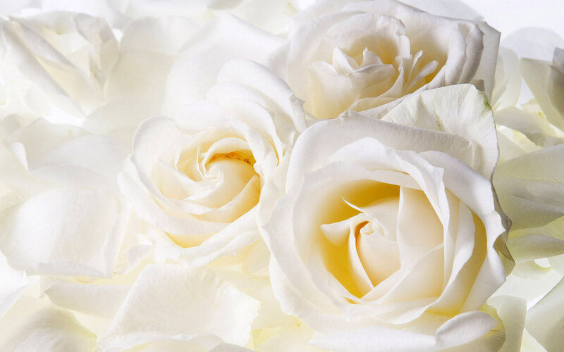 White Roses in Bloom — Serene, Photograph, Petals, Flower