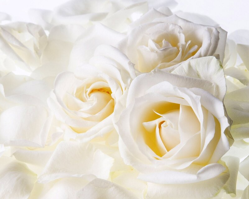 White Roses in Bloom — Serene, Photograph, Petals