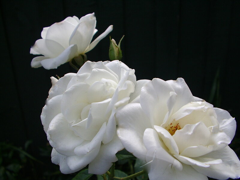 White Roses in Bloom — Serene, Photograph