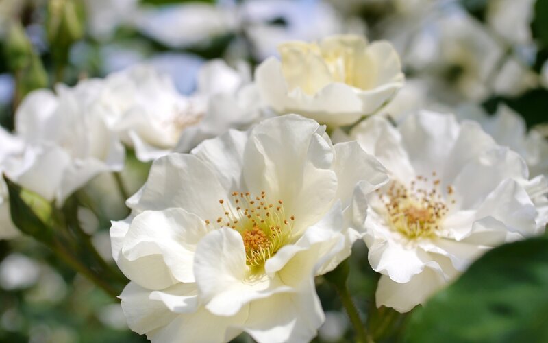 White Roses in Bloom — Serene, Spring, Photograph, Flowers