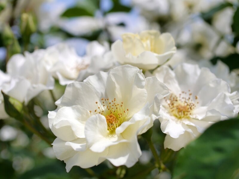 White Roses in Bloom — Serene, Spring, Photograph
