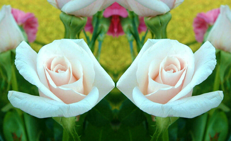 White Roses in Bloom — Serene, Spring
