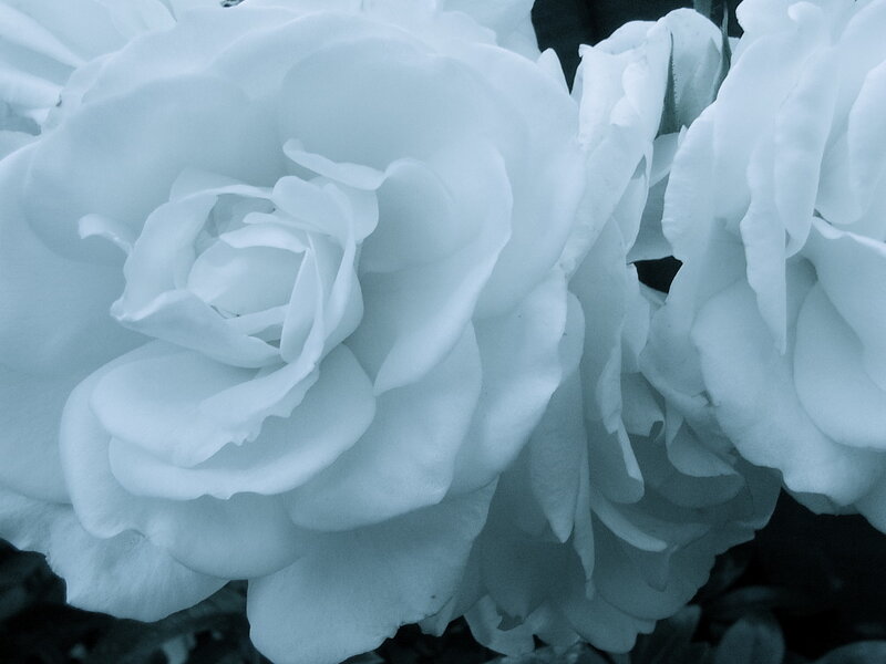 White Roses in Bloom — Serene