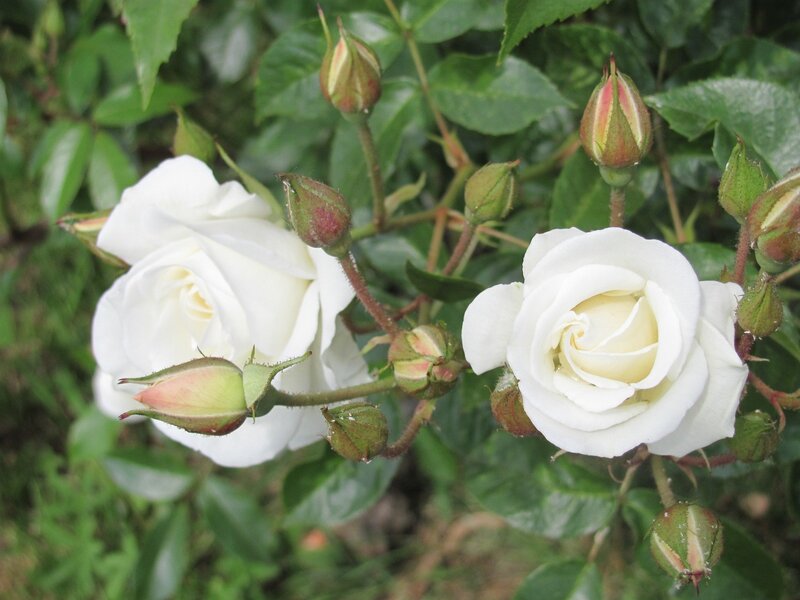 white roses in bloom