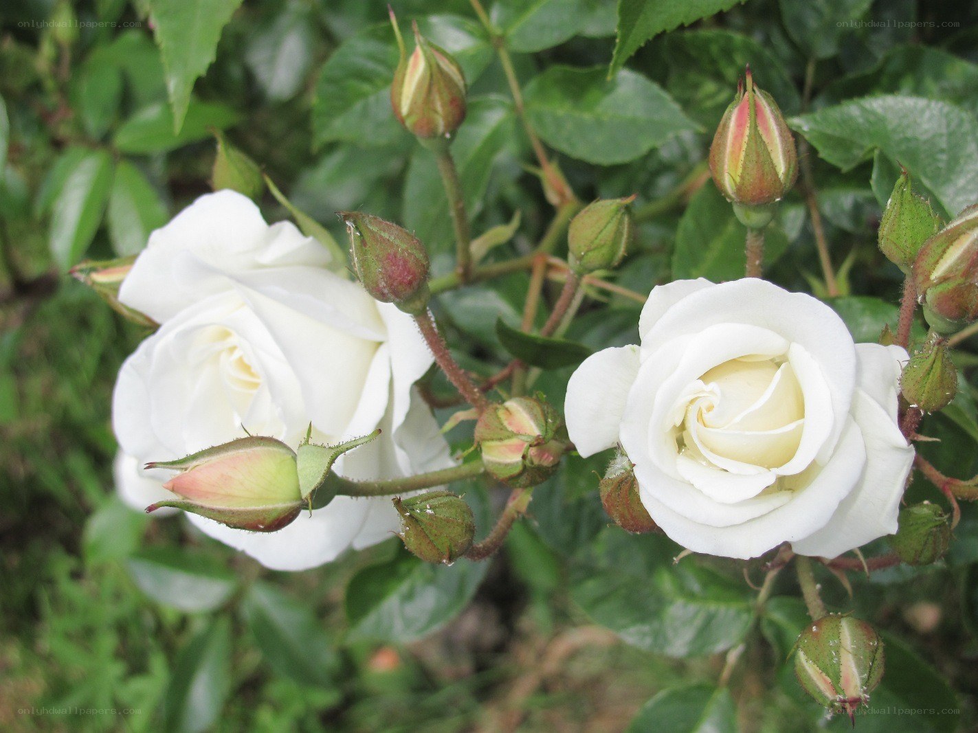 white roses in bloom