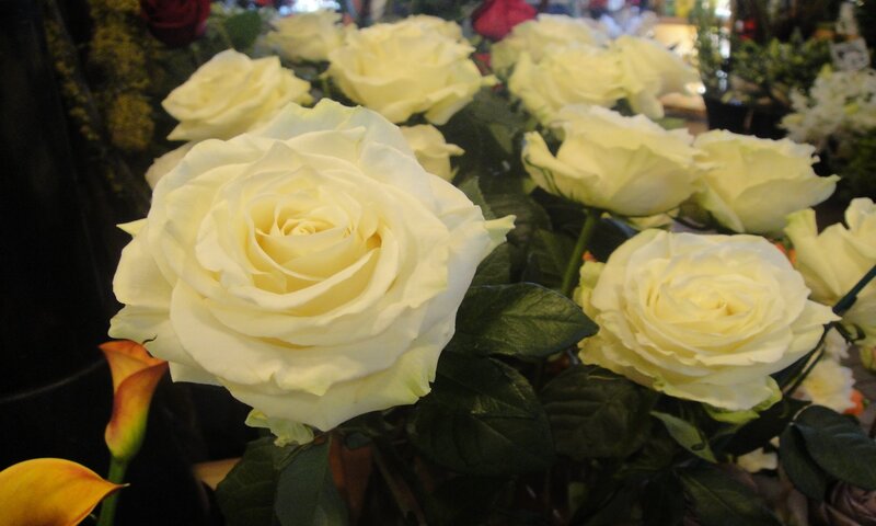 White Roses in Bouquet — Calm, Photograph, Green Leaves