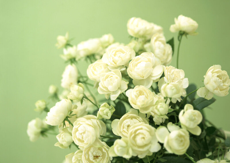 White Roses in Bouquet — Calm, Photograph