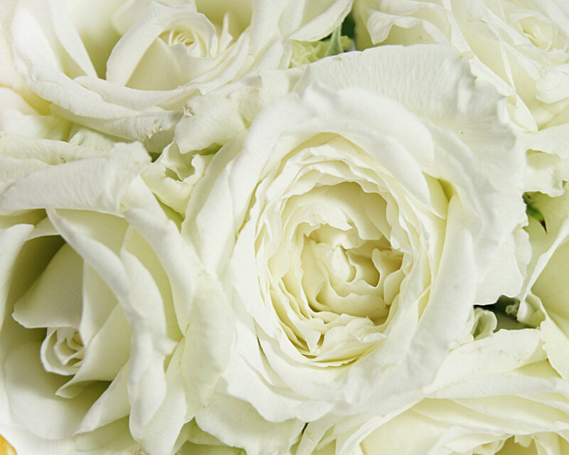 White Roses in Bouquet — Calm