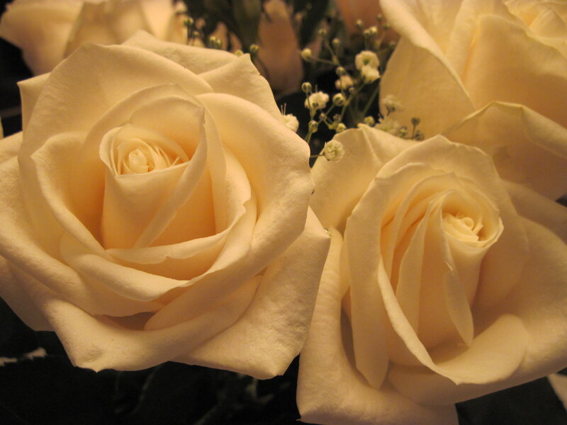 White Roses in Bouquet — Cream, Calm