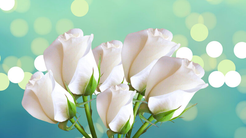White Roses in Bouquet — Serene, Photograph