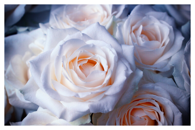 White Roses in Bouquet — Serene