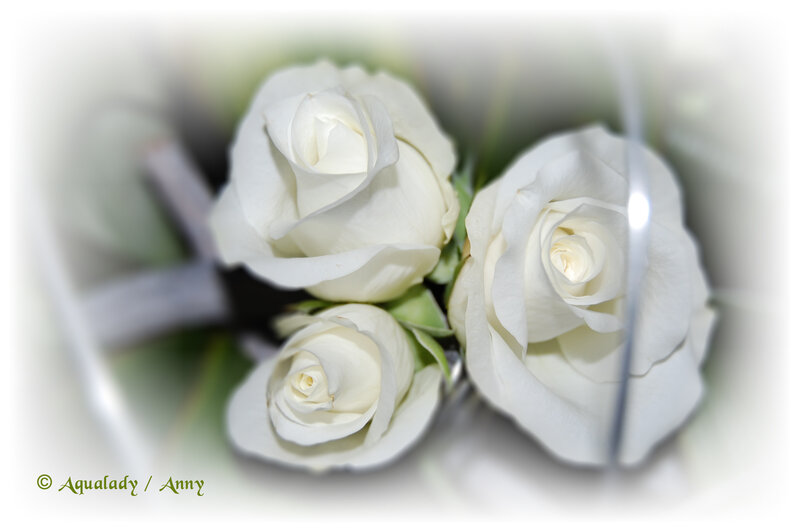 White Roses in Bouquet