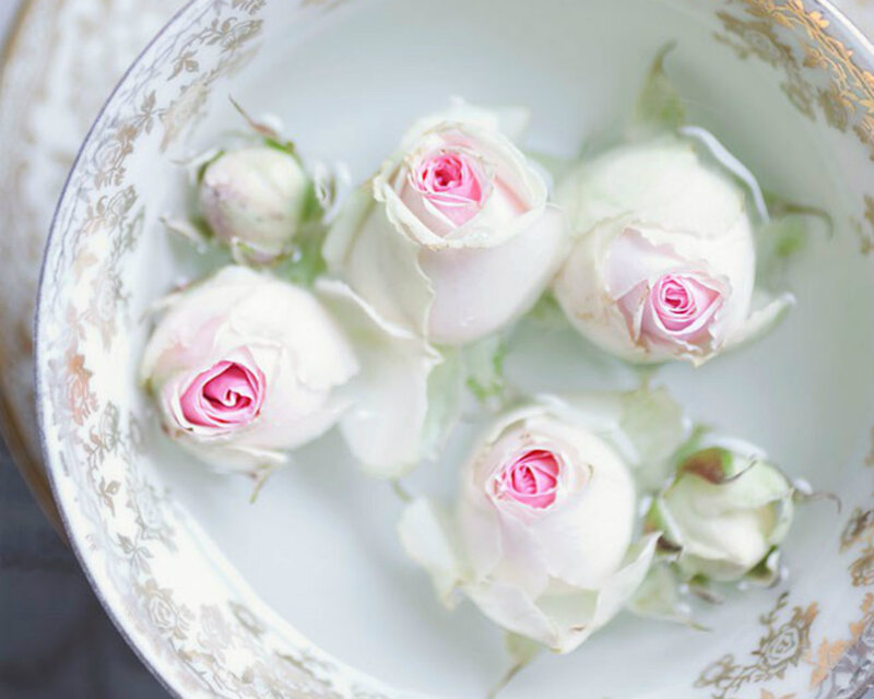 White Roses in Bowl — Serene